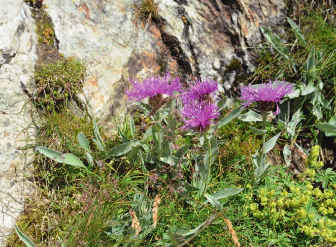 A magenta flowering alpine plant growing in scree