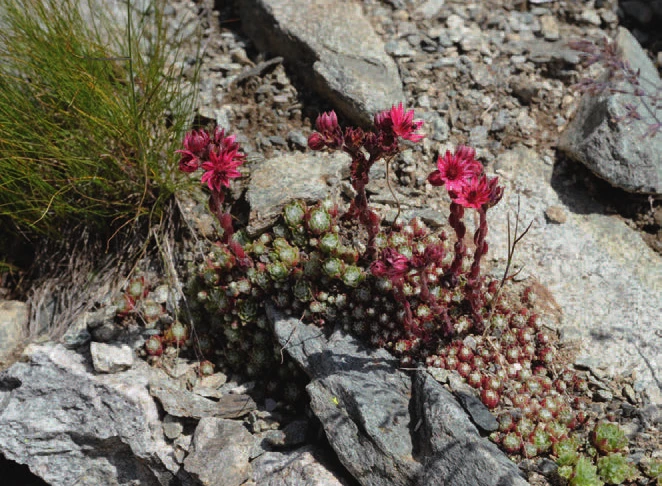 A cluster of deep pink alpine blooms