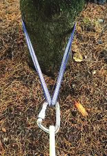 A basket hitch of blue webbing around the base of a tree, joined at a locking carabiner