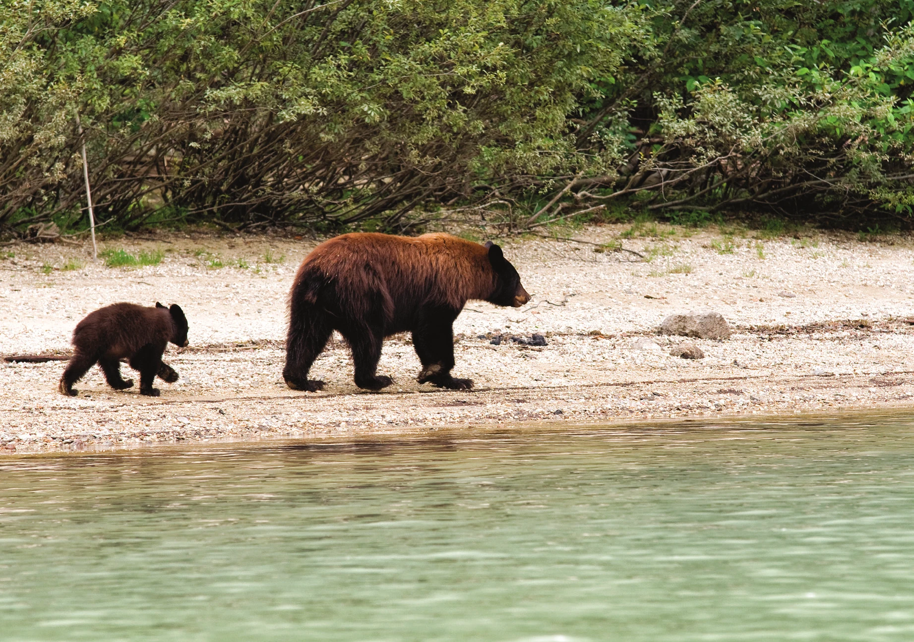 Une ourse noire et son ourson marchant sur une plage au bord d’un lac